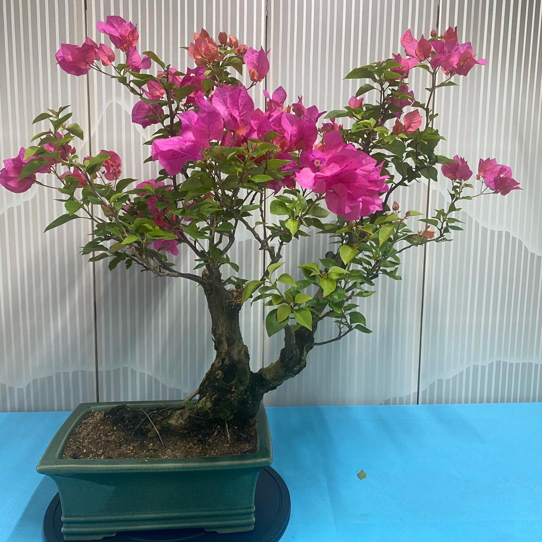 梅艺三角梅园艺