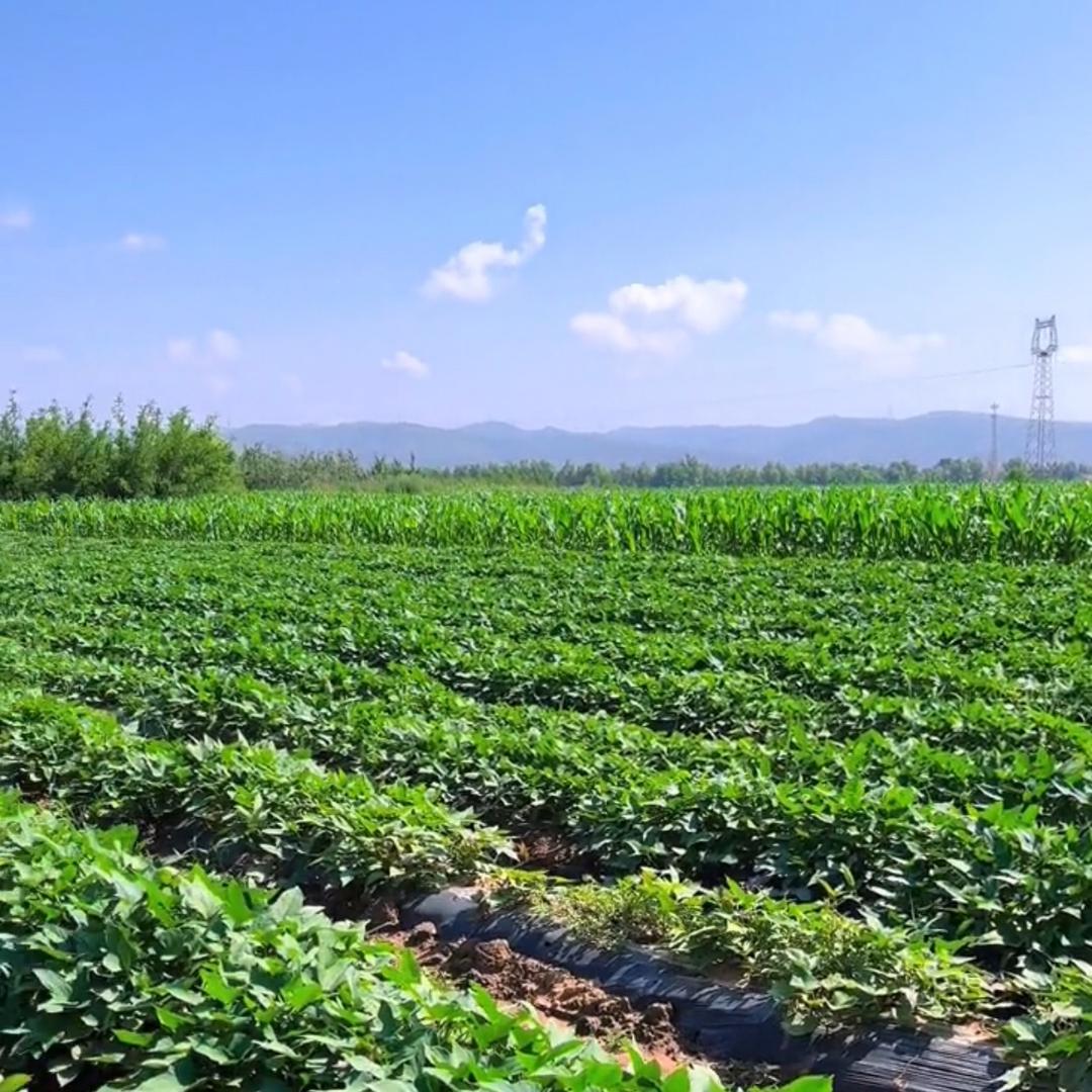万亩红薯基地种植园