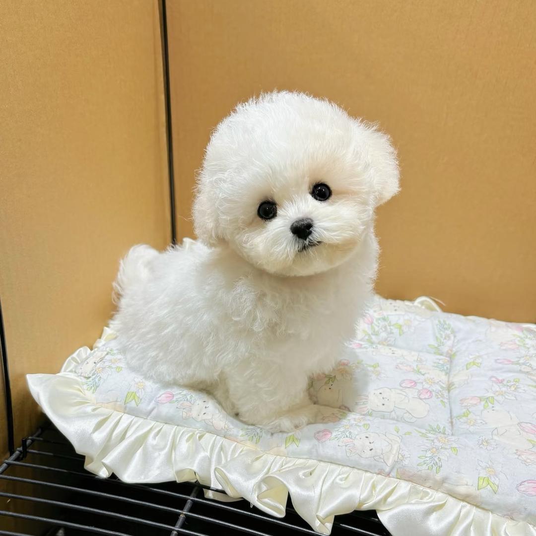 宠丫丫吖
