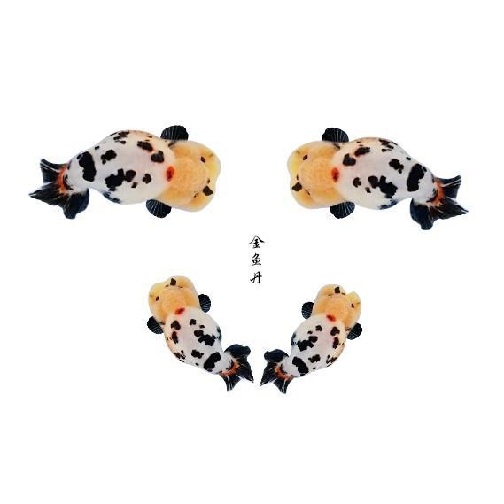 长沙金鱼丹兰寿鱼场2