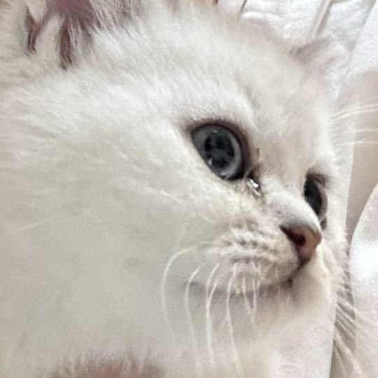 觉觉不是我本意