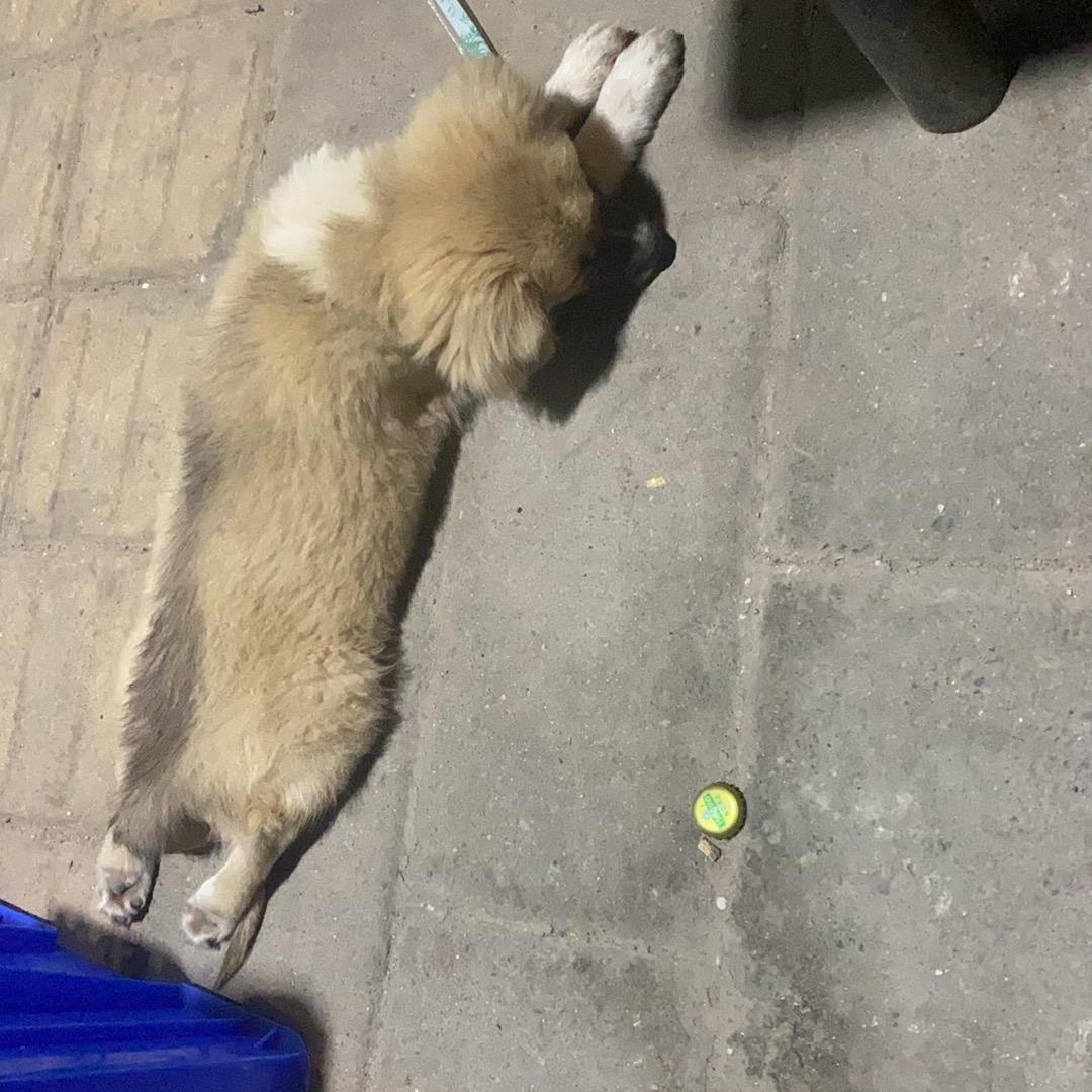 躺赢选手