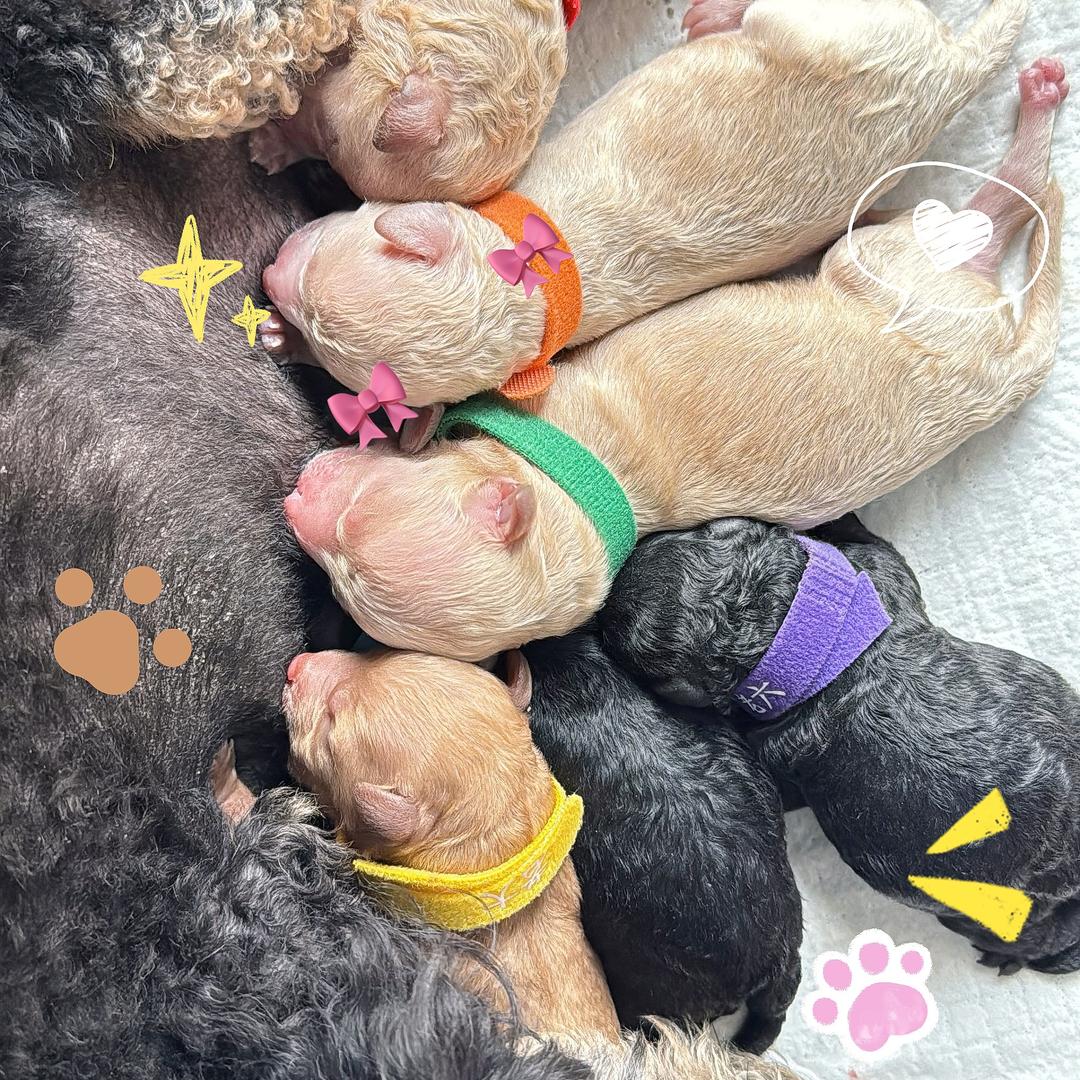 十只小狗的大户人家🐶