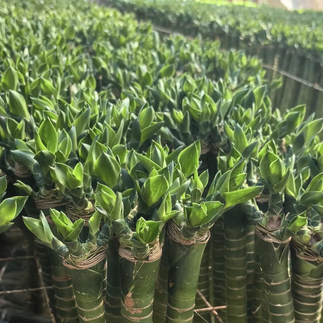 自然臻选百卉优品店