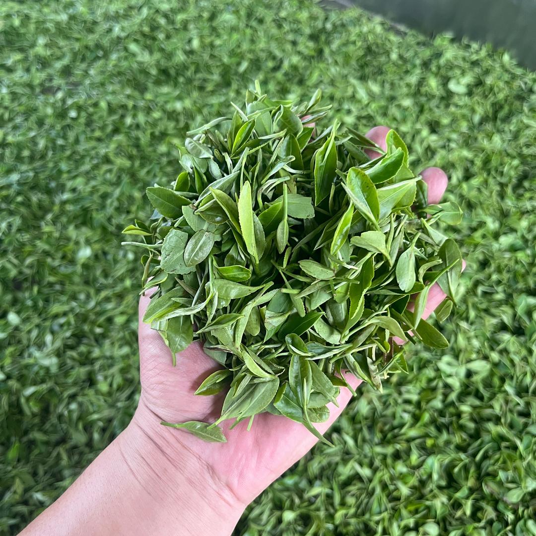 梦之青🍵一杯好茶