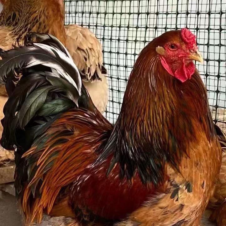 嘉祥鸿宇生态农场