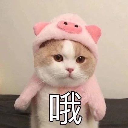 橙子在努力吖