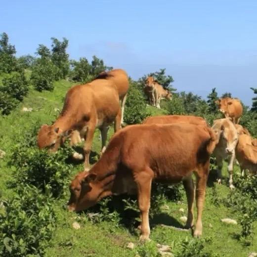 专注乡下小黄牛 牛肉火锅店