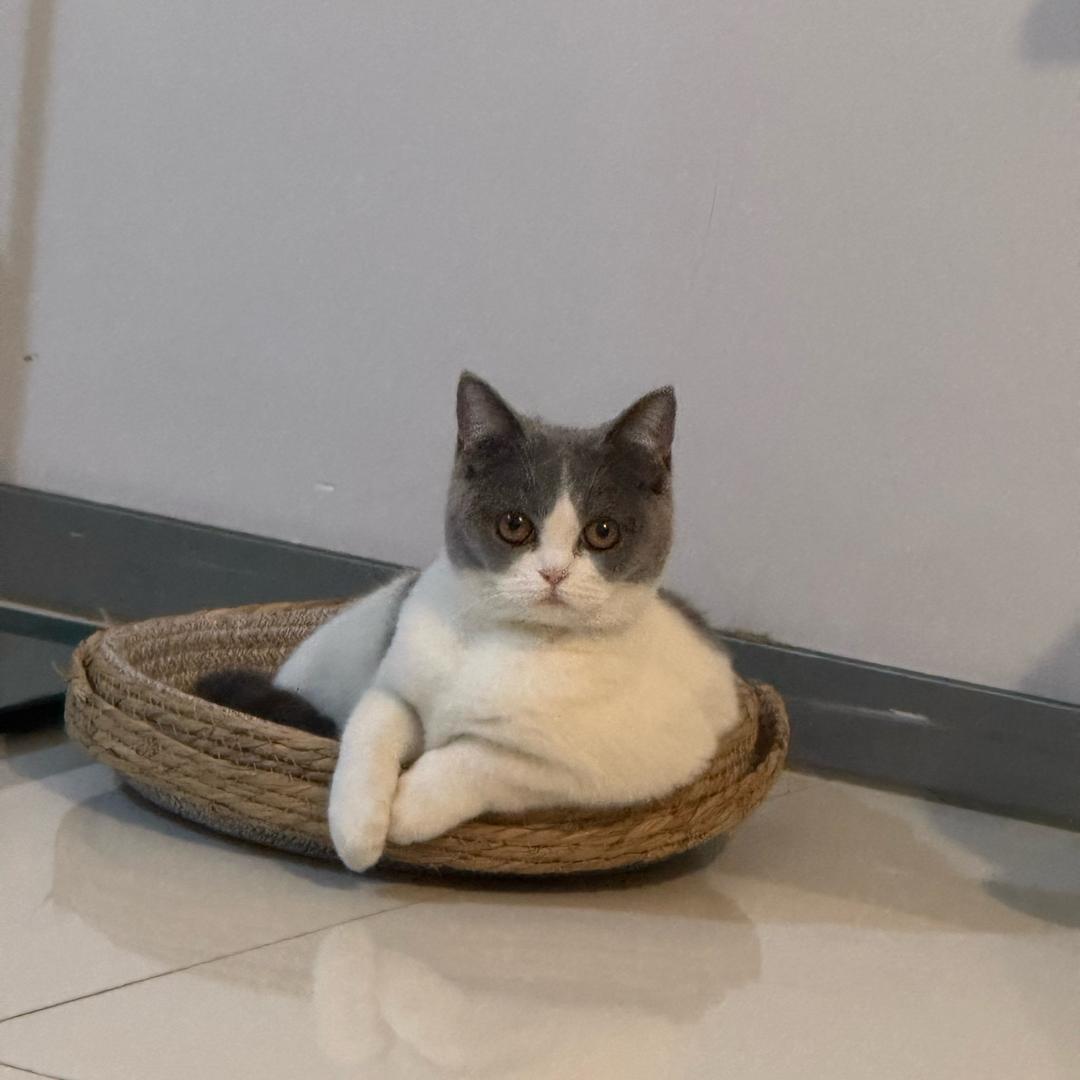 辣椒拌饭