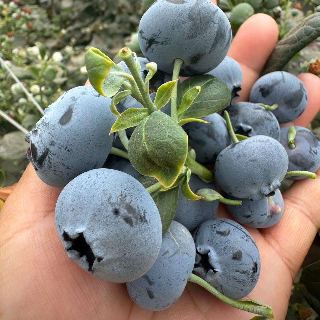 澄江25蓝莓产地直发