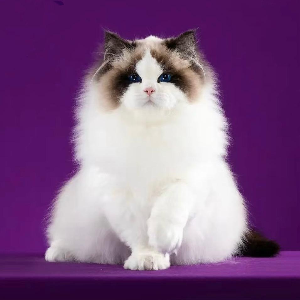 铂森布偶猫
