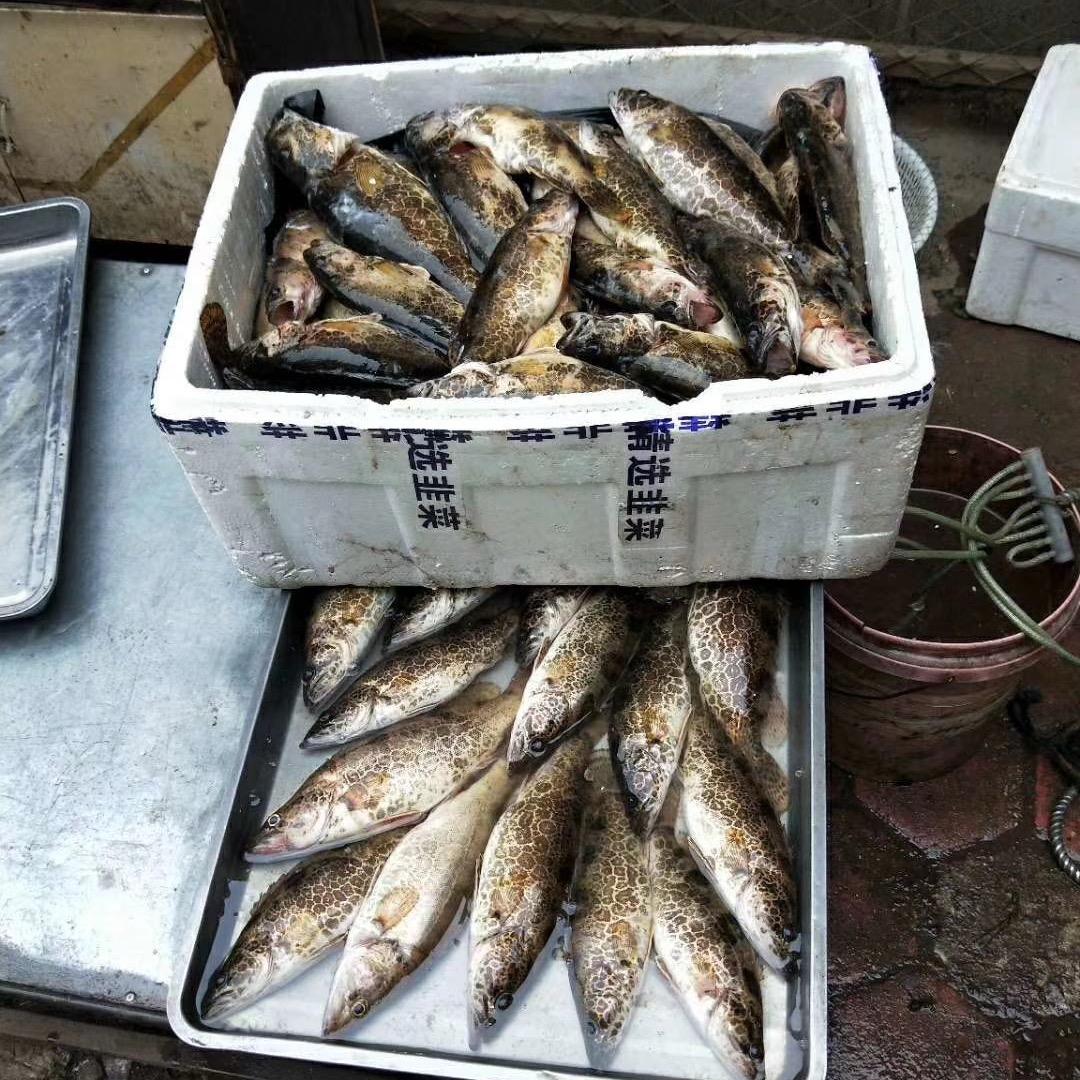 翰墨市场王霞河鱼