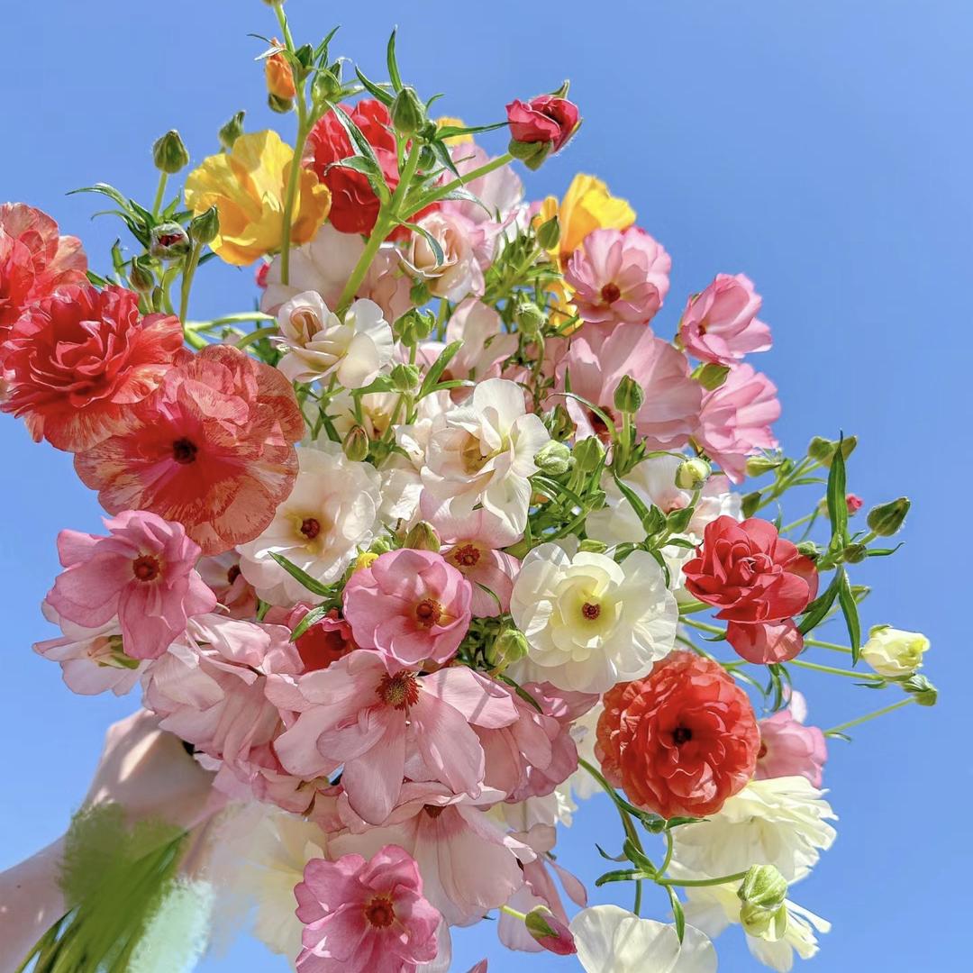 春暖花开斗南鲜花