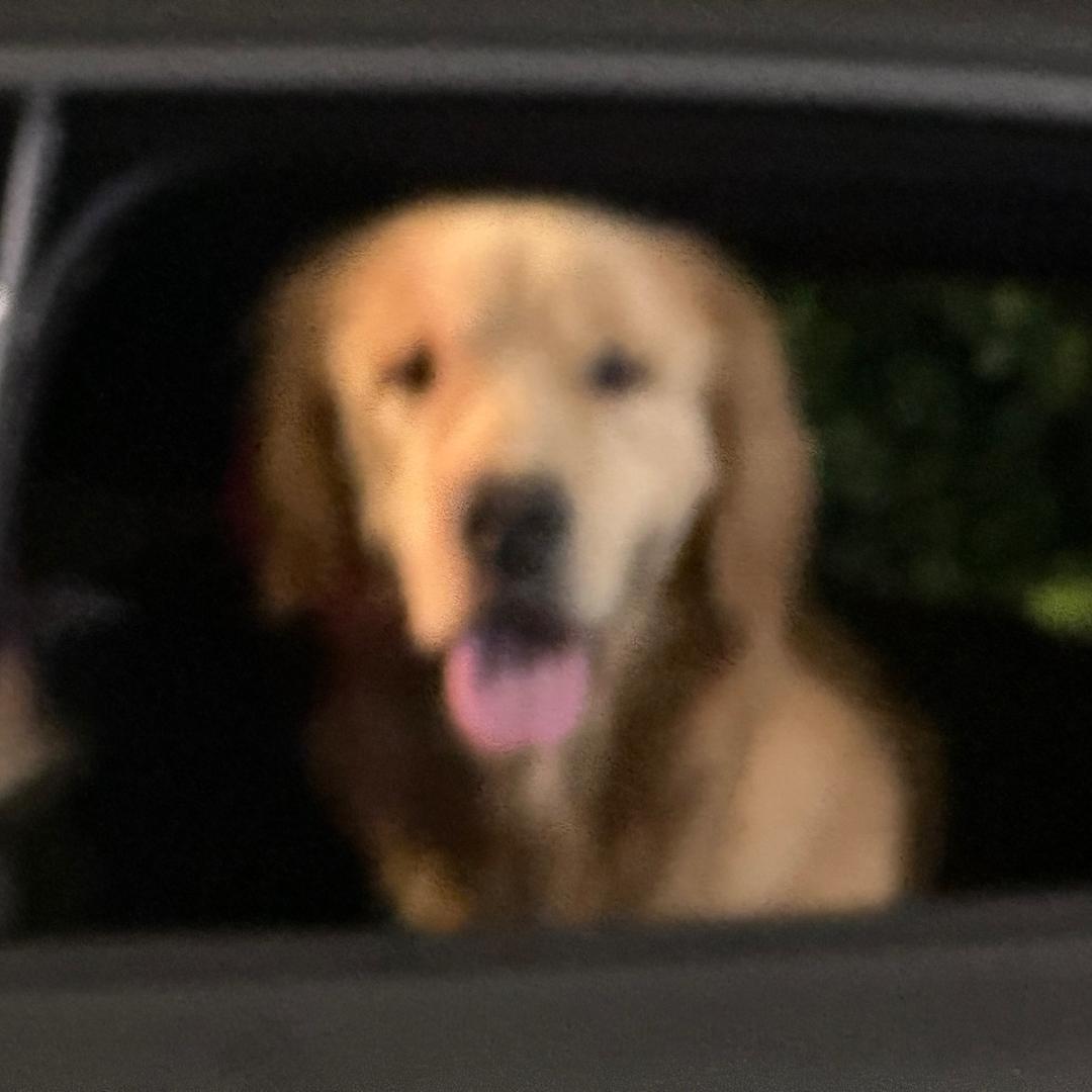 好运常来花开富贵