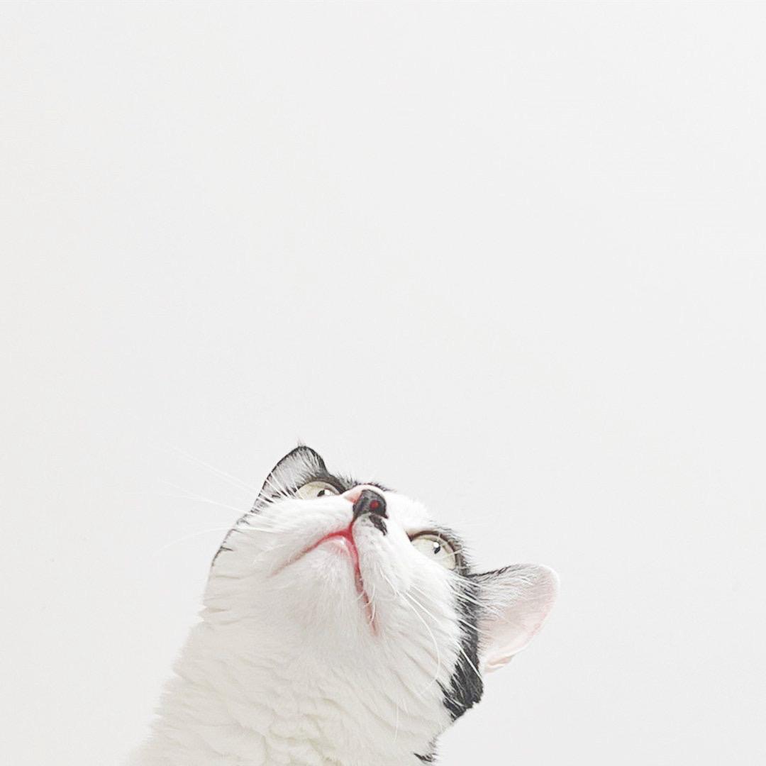 田七是个八嘎猫头像