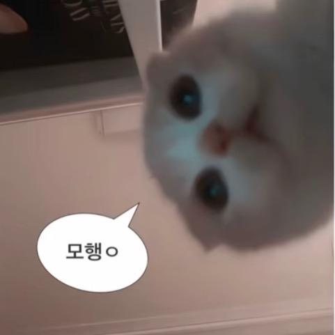 椰子大王