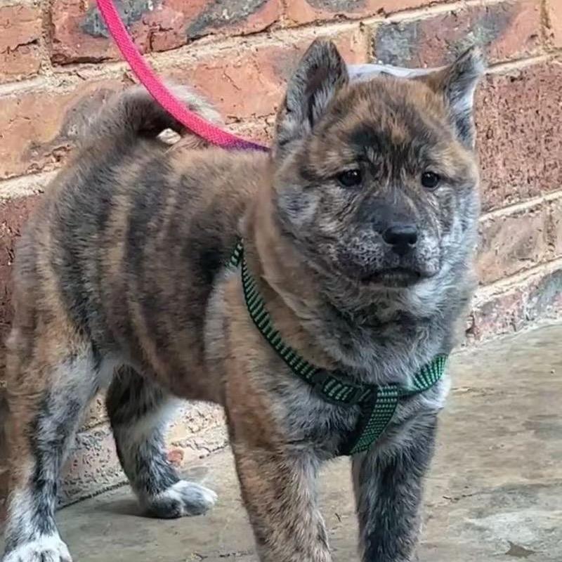 小唐优选(田园犬广西土猎)头像