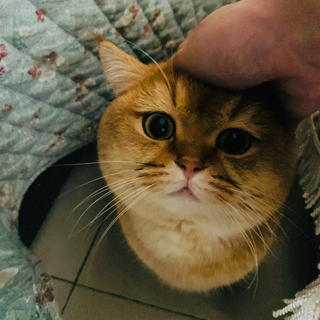 暴走鸵鸟
