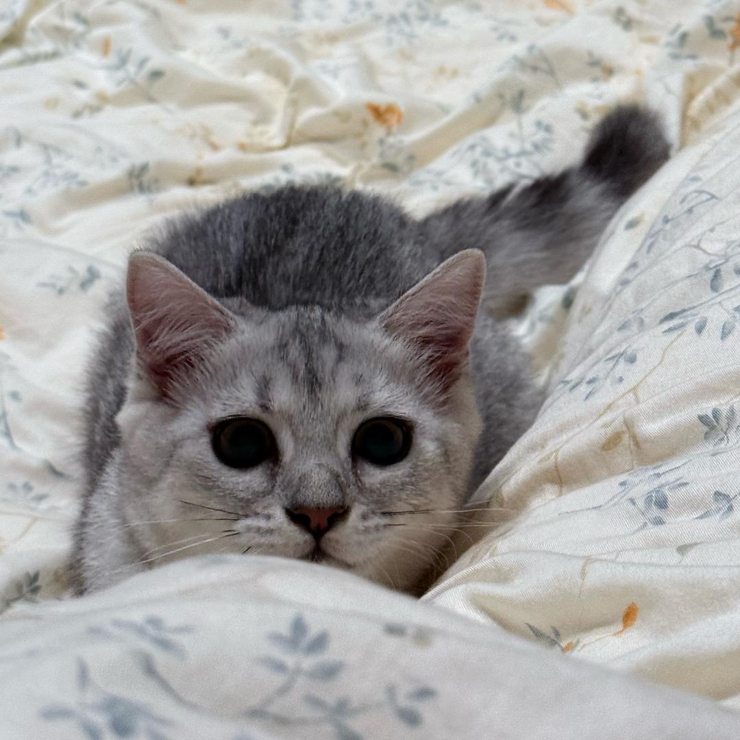 Action5 pro忠实用户