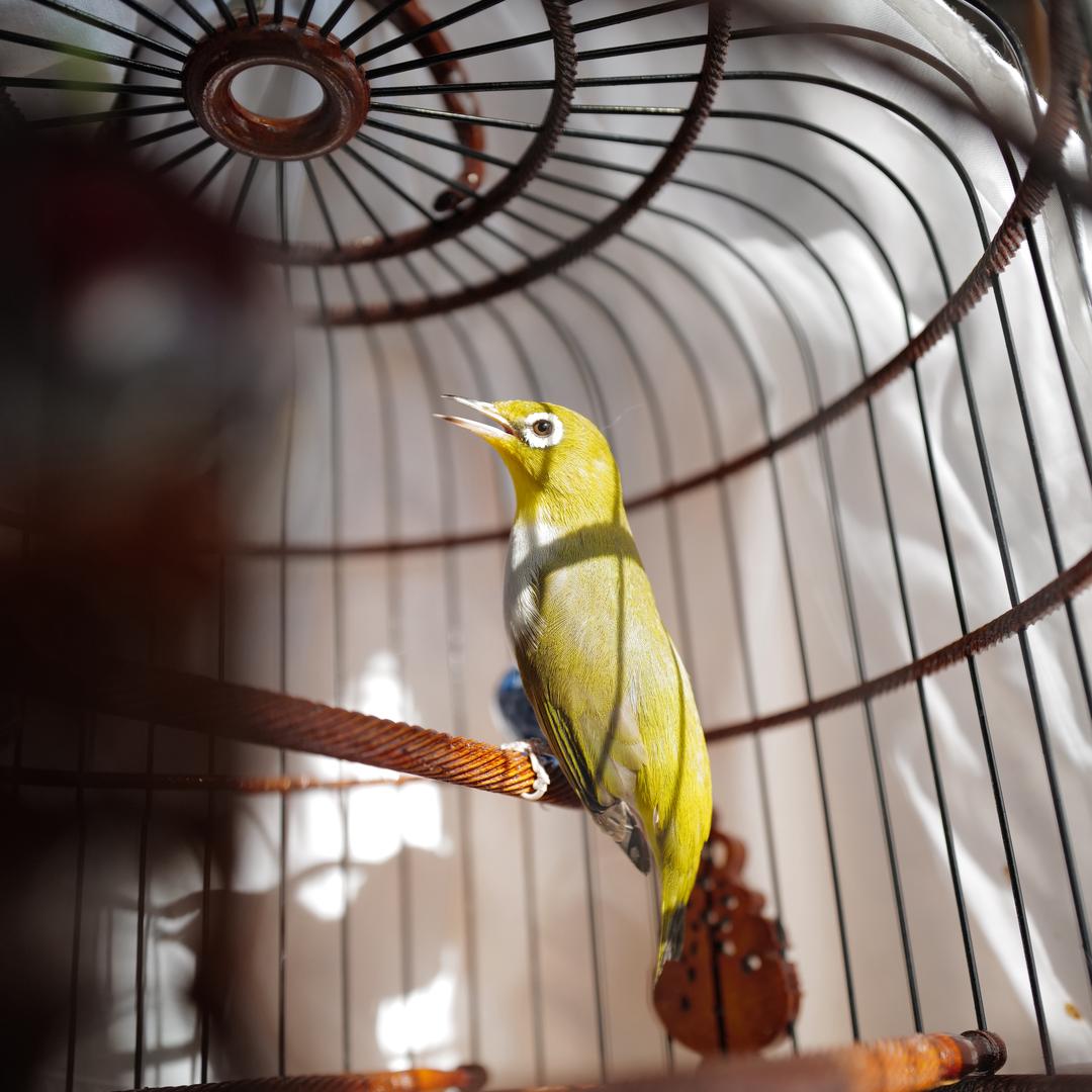 雀鸟玩家王大波