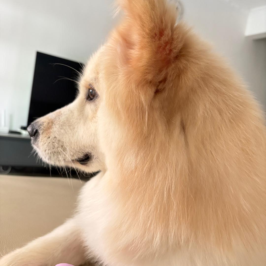 🐻寶寶