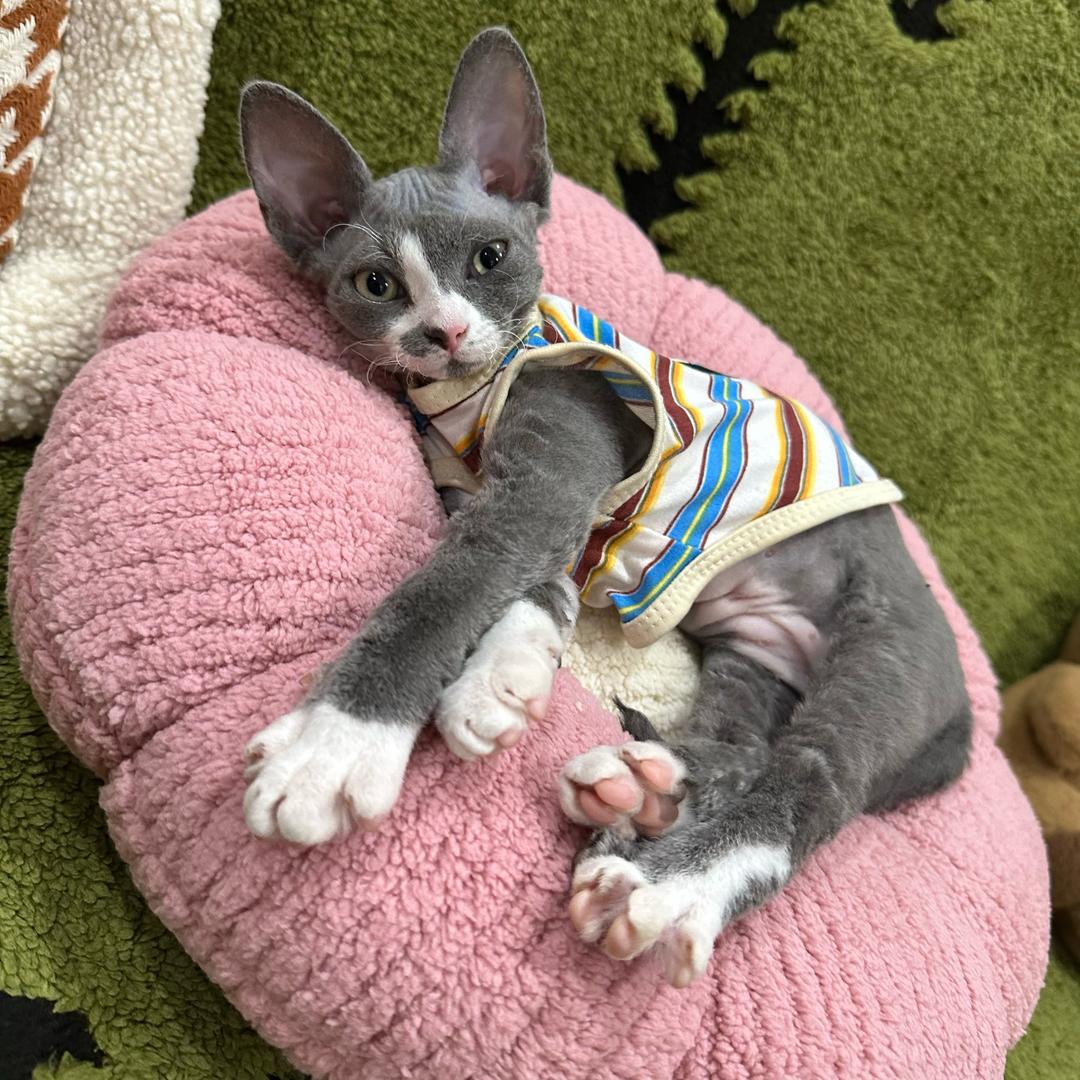 阿福🐱。