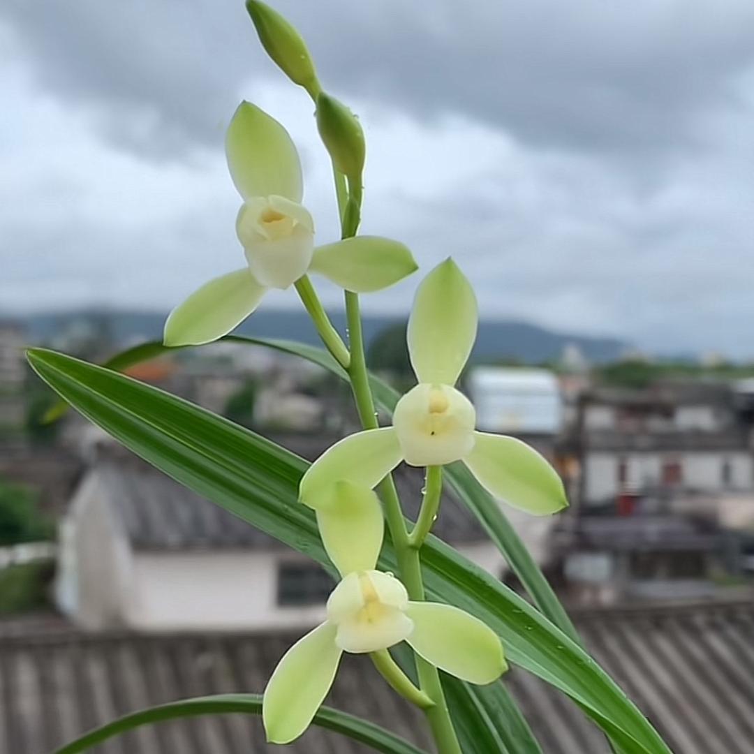 鑫雅花卉