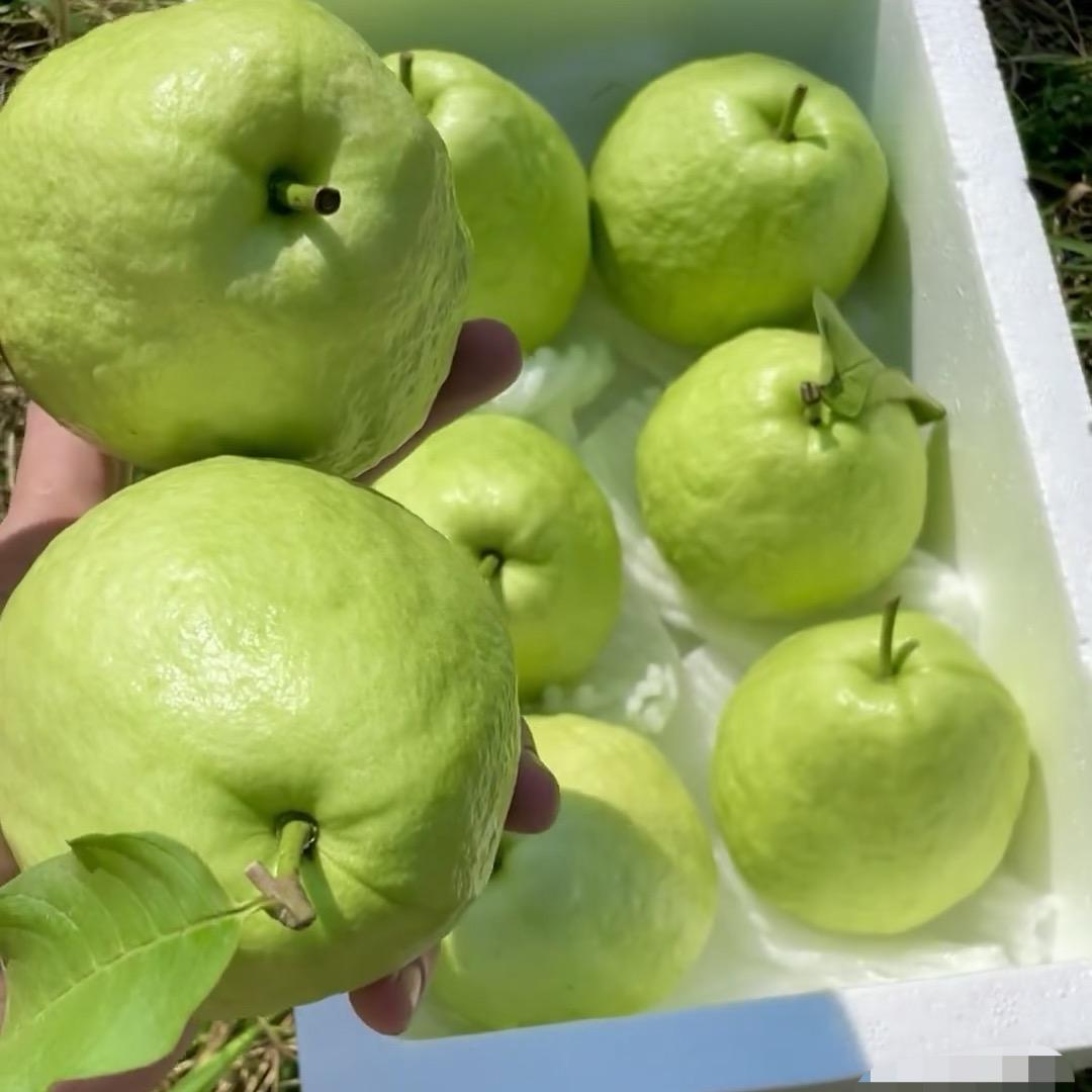 岭南特色臻选阁