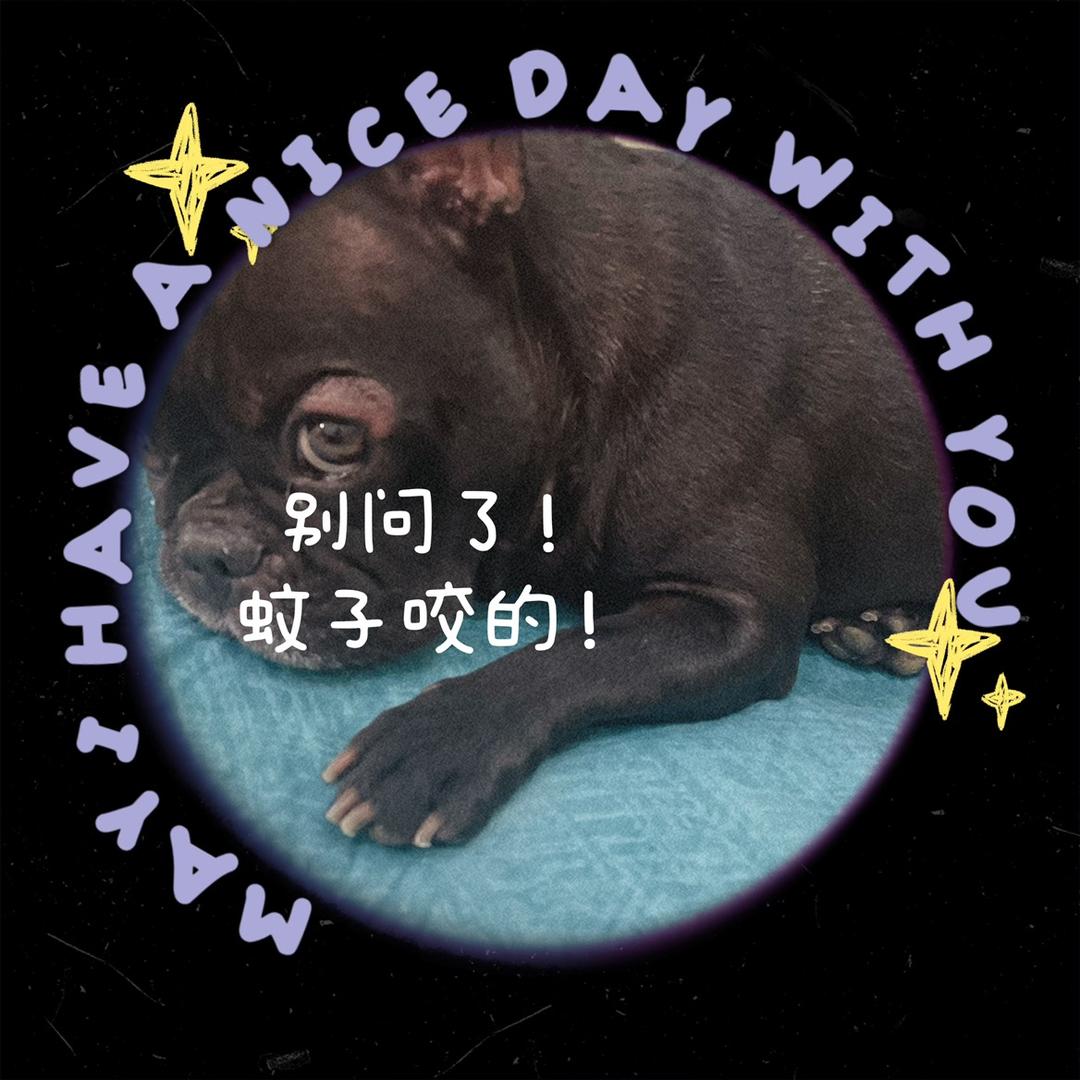 大淼A蜜柚