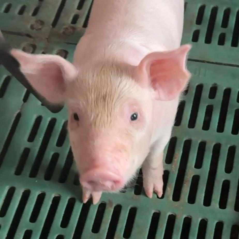 养🐷的小王