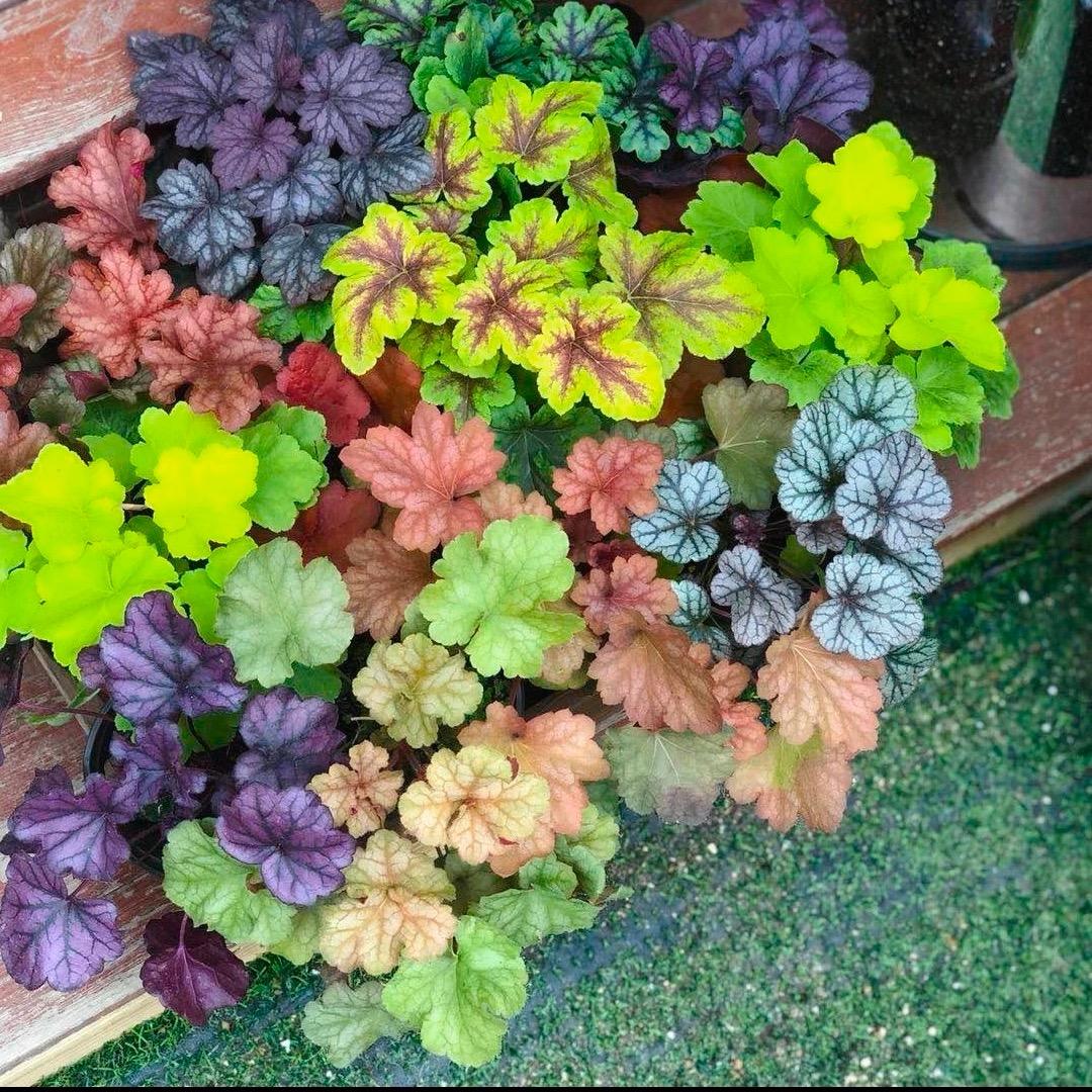 芃泽花卉园艺的头像