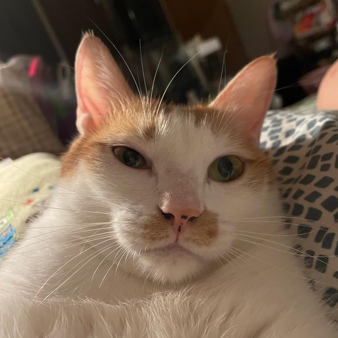 wb（达不溜哔）