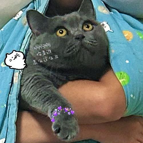 东东起呛起