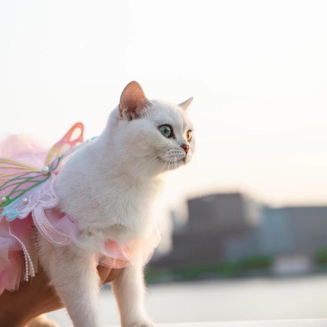 虎虎猫爬架厂家