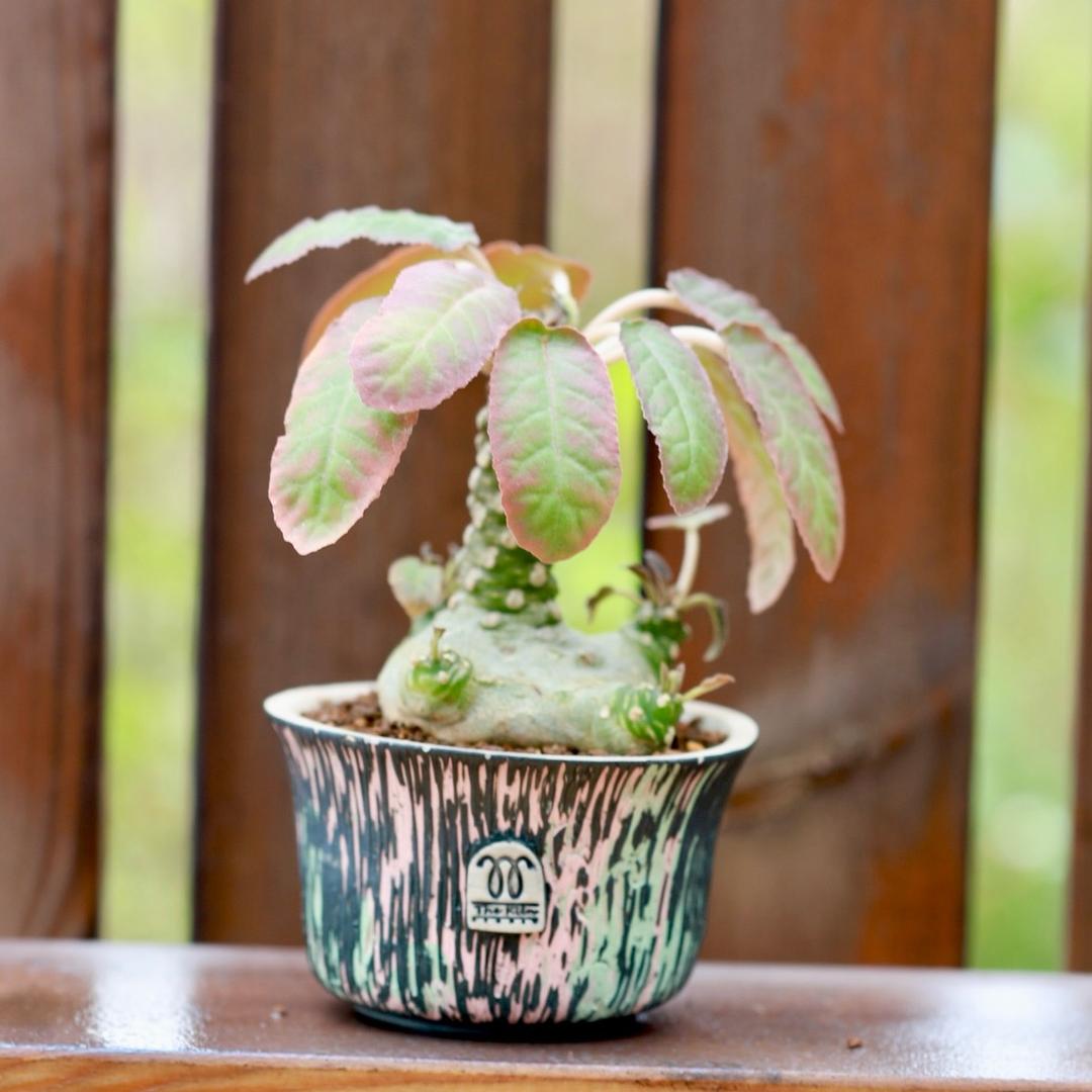 菁菁多肉植物店