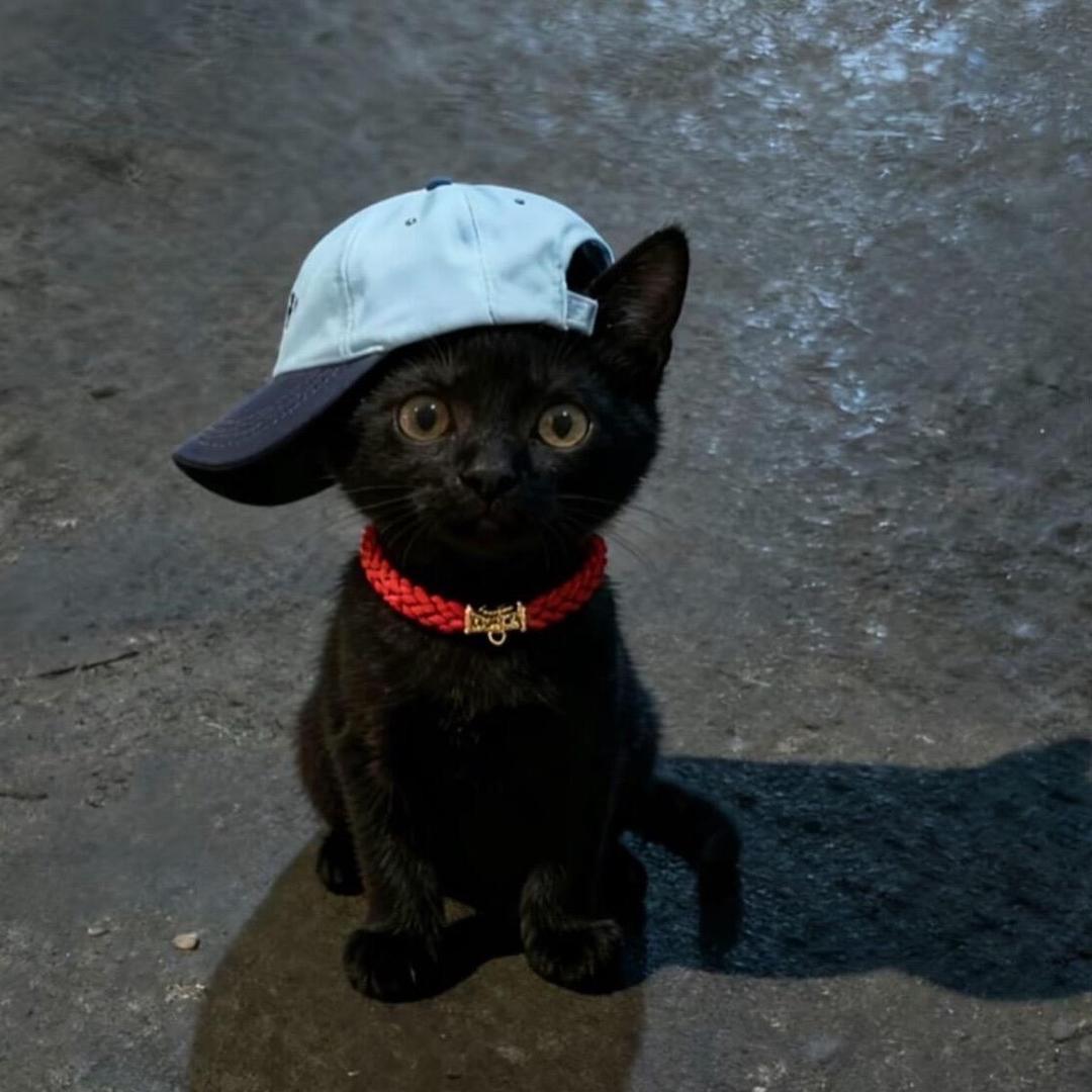 奇犽.