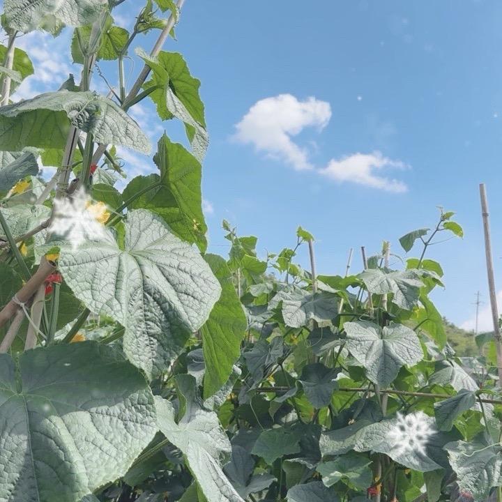 小小种地人
