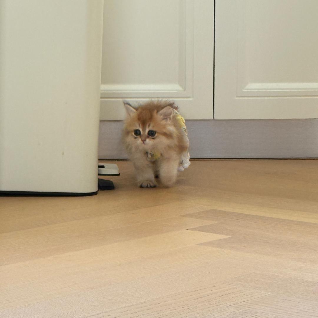 大橙子他妈蹦蹦跳