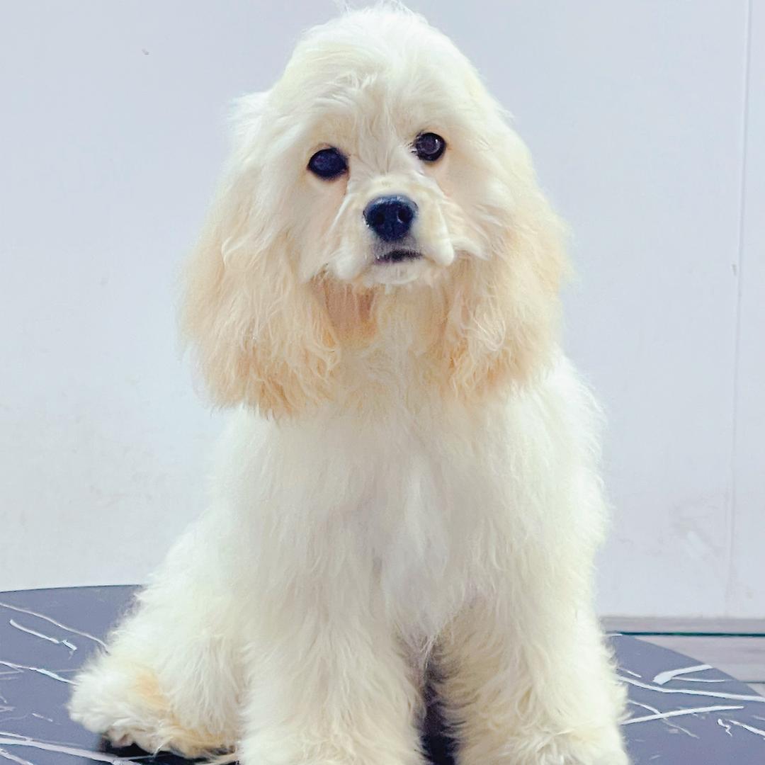 蓝天美卡犬