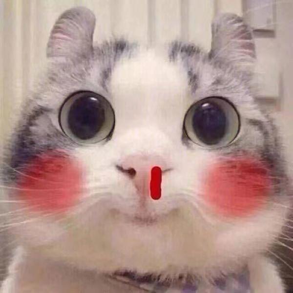 😻喵小爷😻