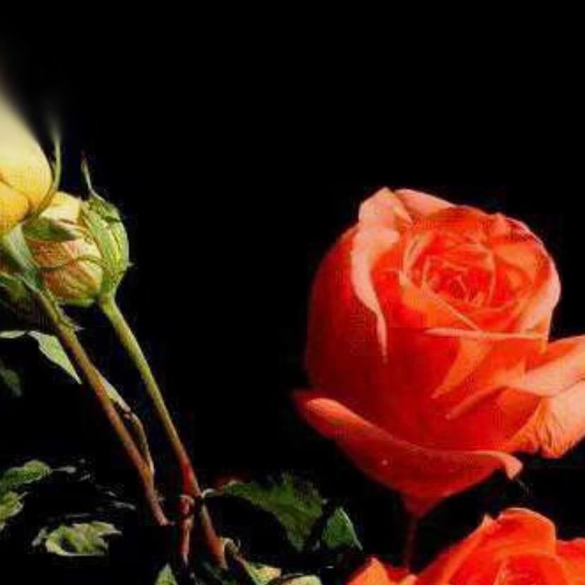 （爱如星火）单身🐉🐉🐉🐉CAY