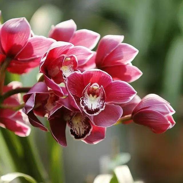 昆明花魅影花卉店