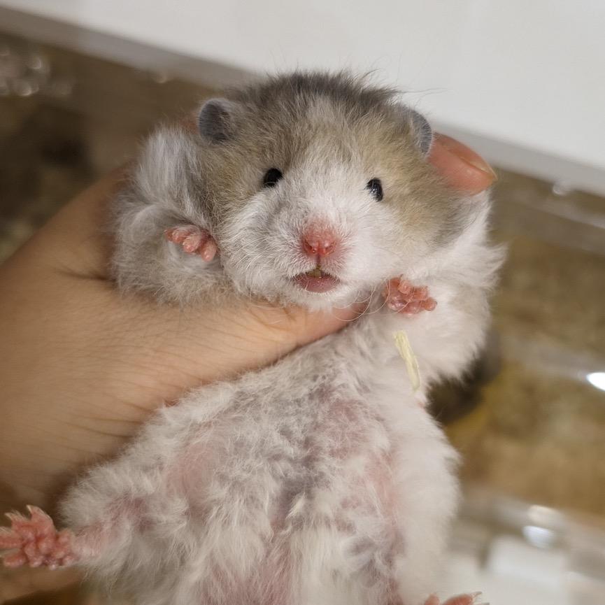 树上一只熊🐻。