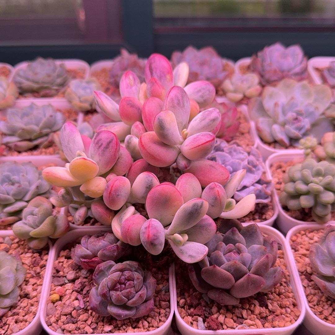 🐰小倩🌈星锐、多彤植物补光灯