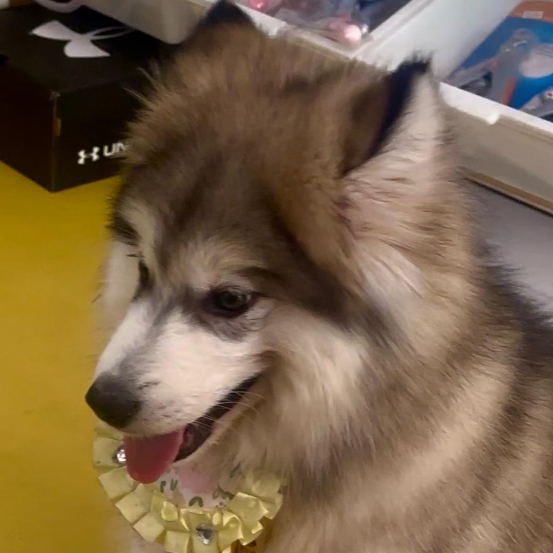 闪闪发光赵肉肉