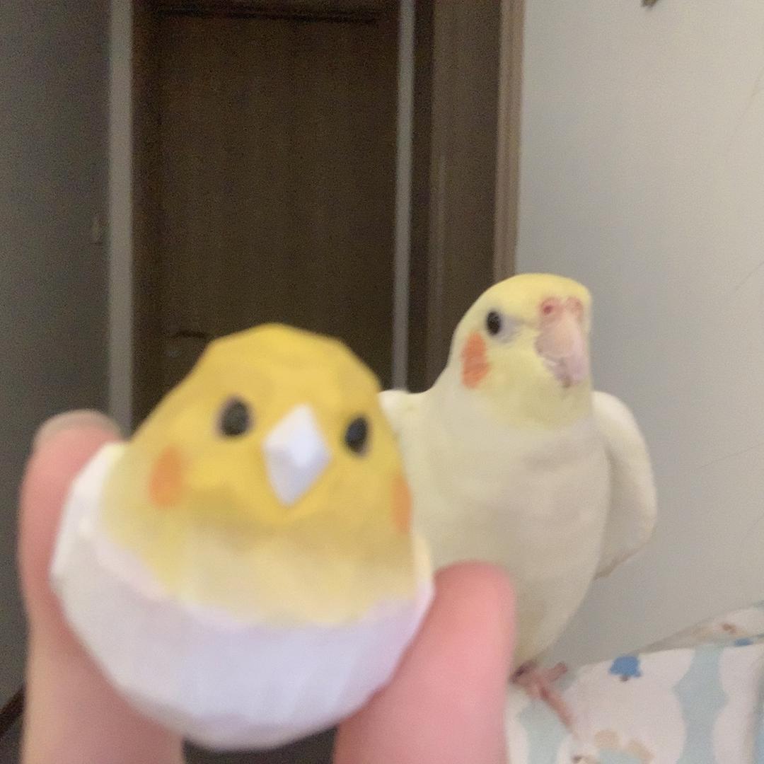 一条鱼