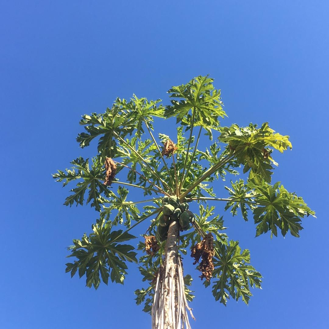 我有只二狗