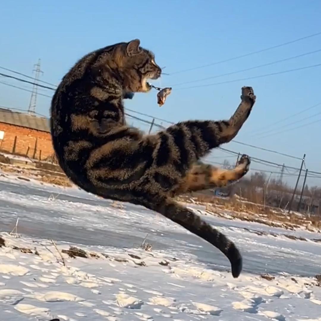 山火第一猫