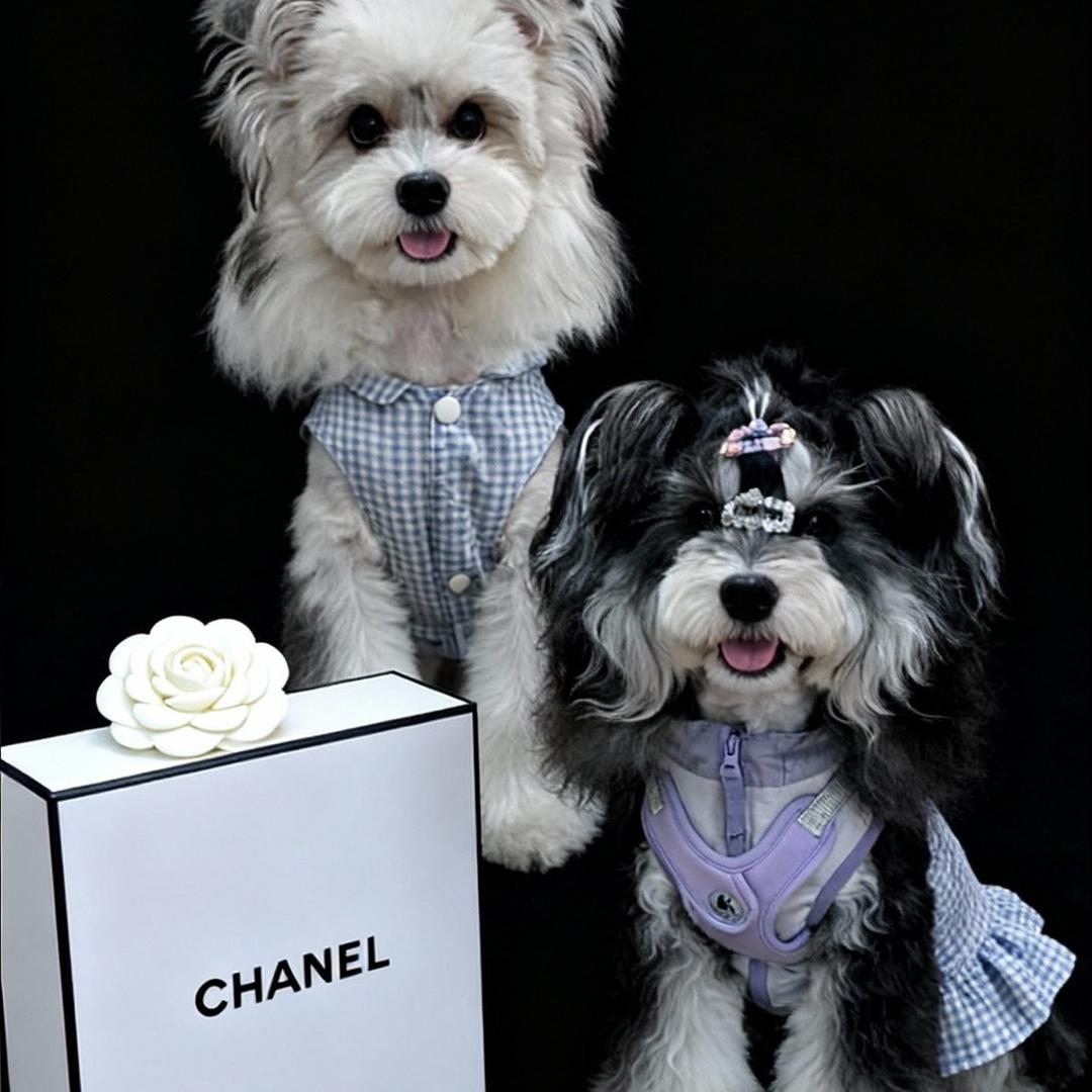 米妮的雪纳瑞宝宝