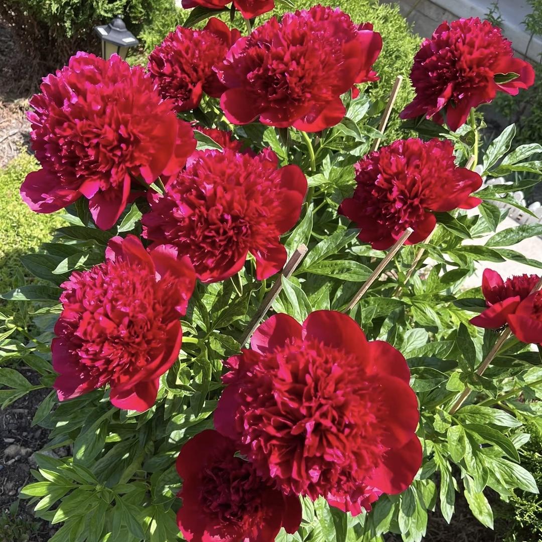 幸福的花蕊